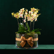 Blissford Christmas Planter - Love Orchids