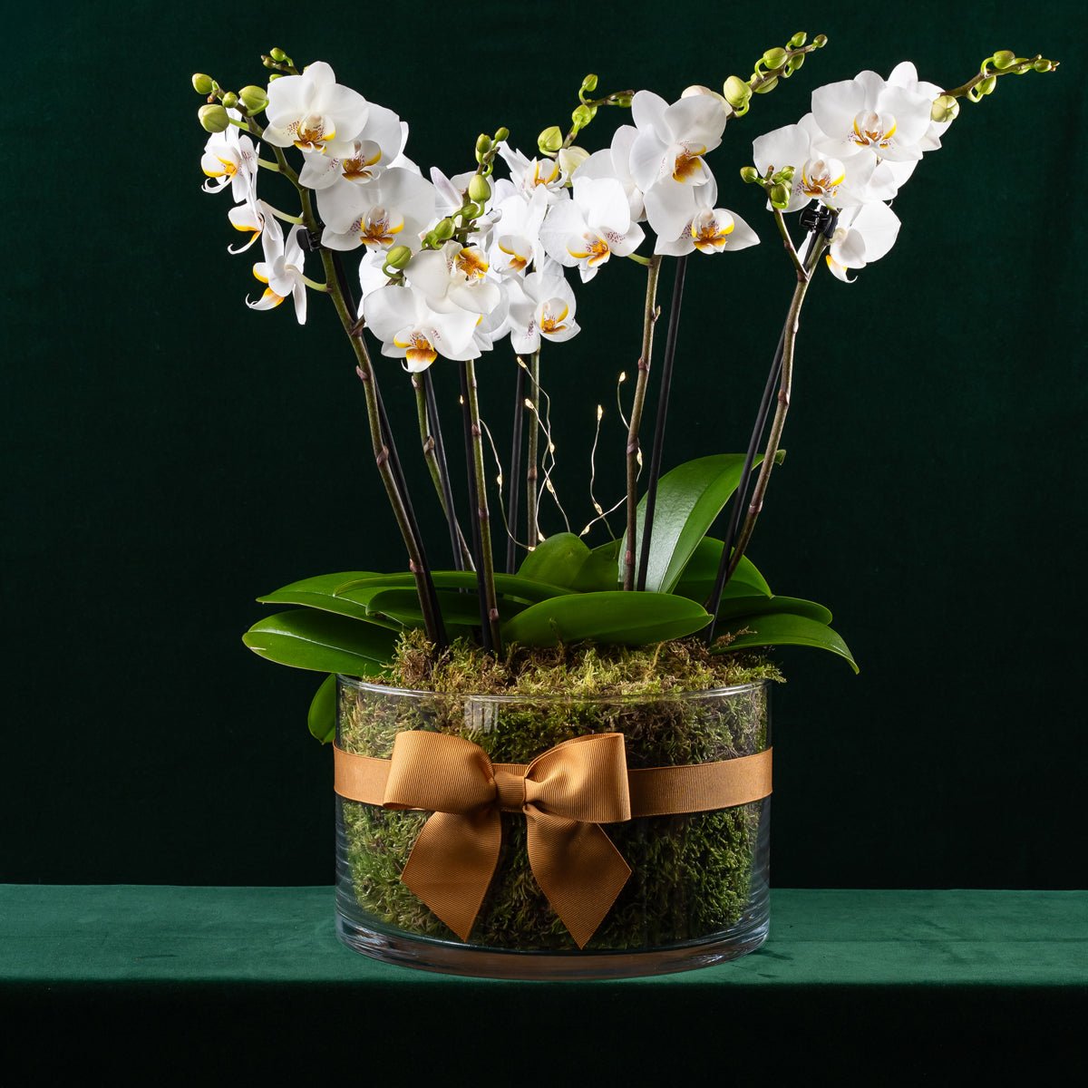 Blissford Christmas Planter - Love Orchids