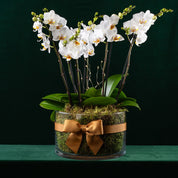 Blissford Christmas Planter - Love Orchids