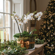 Blissford Christmas Planter - Love Orchids