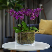Blissford: Deluxe Orchid Centrepiece - Love Orchids