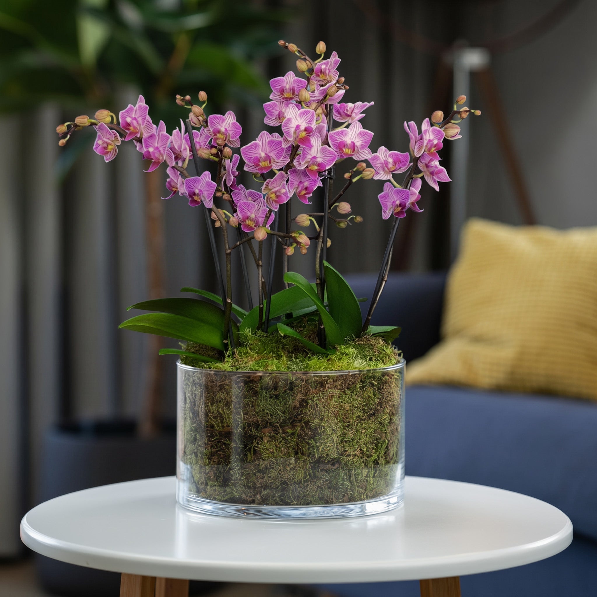 Blissford: Deluxe Orchid Centrepiece - Love Orchids