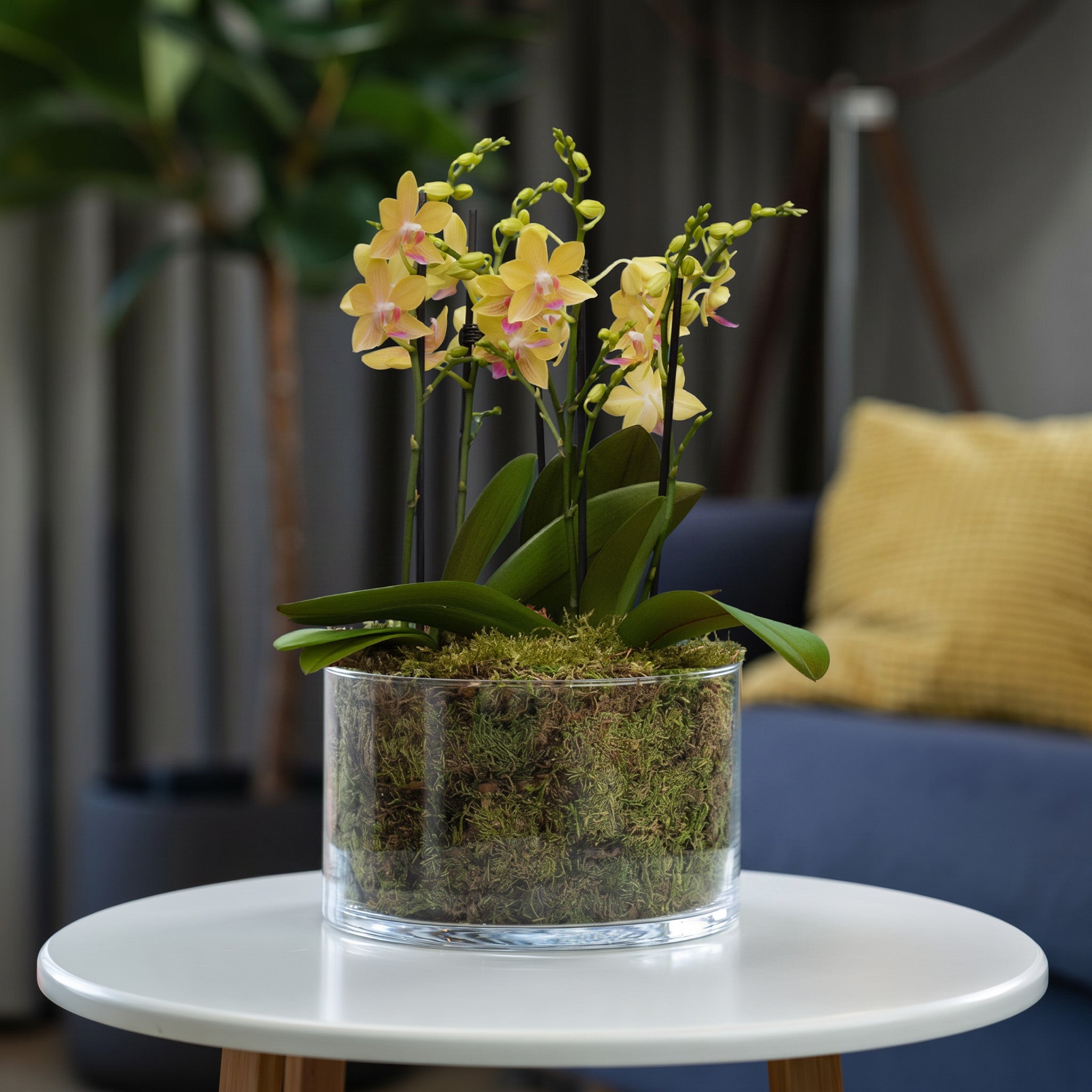 Blissford: Deluxe Orchid Centrepiece - Love Orchids