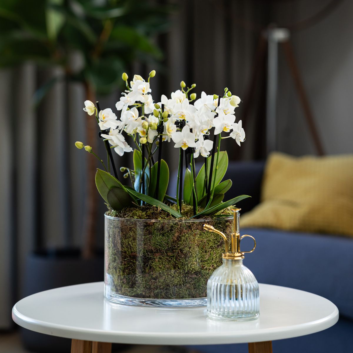 Blissford: Deluxe Orchid Centrepiece - Love Orchids
