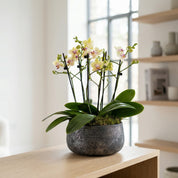 Brockenhurst: Deluxe Orchid Planter - Love Orchids