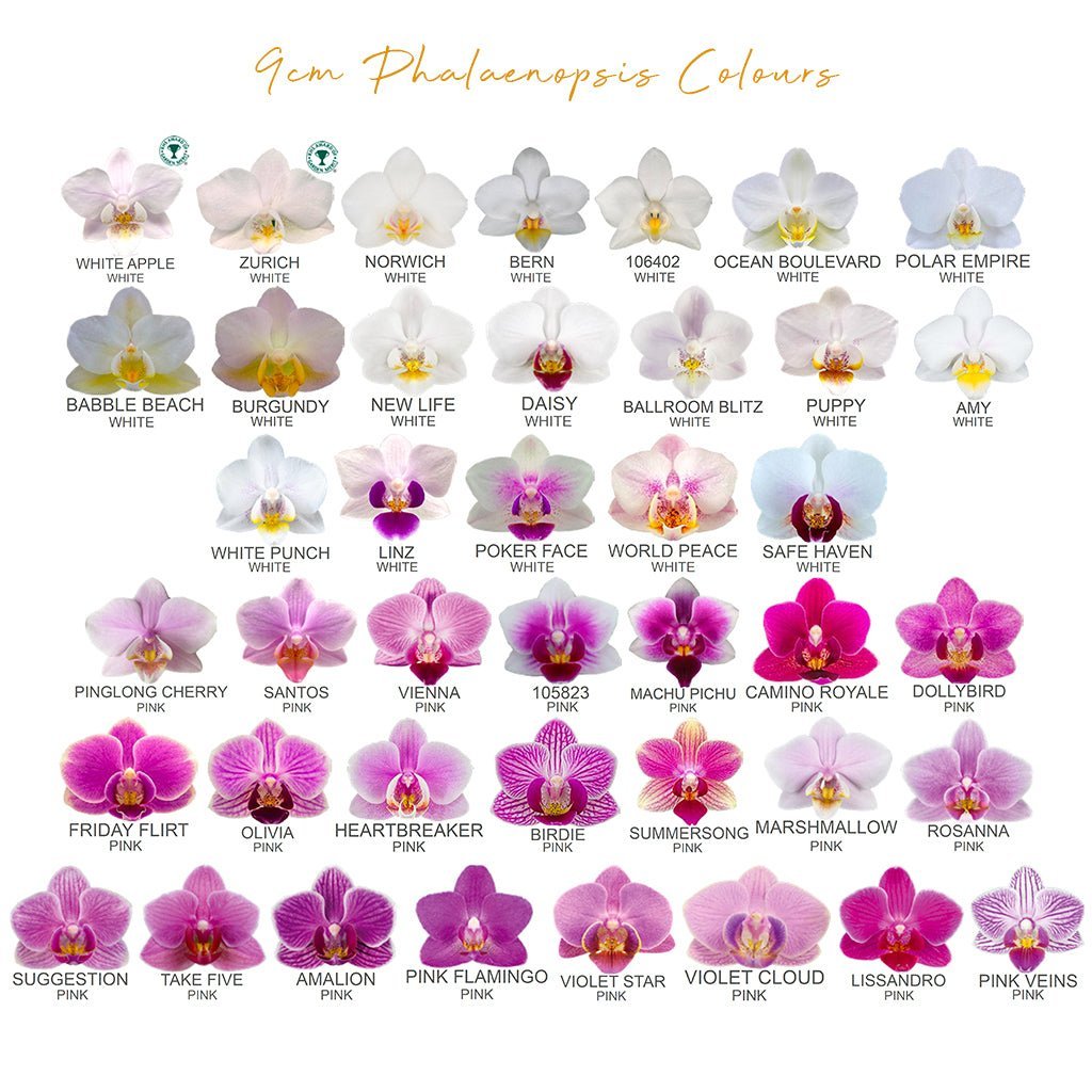 Brockenhurst: Deluxe Orchid Planter - Love Orchids