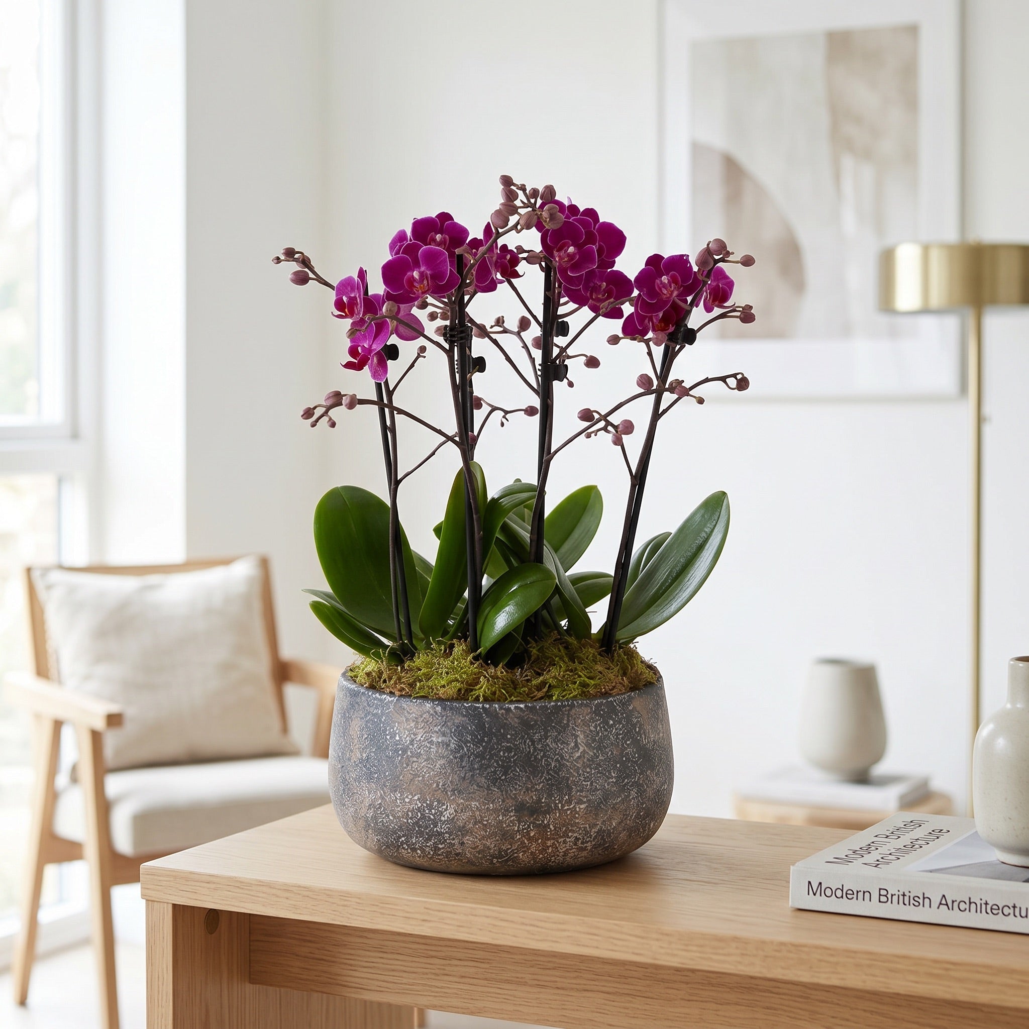 Brockenhurst: Deluxe Orchid Planter - Love Orchids
