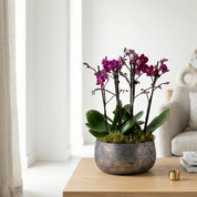 Brockenhurst: Deluxe Orchid Planter - Love Orchids