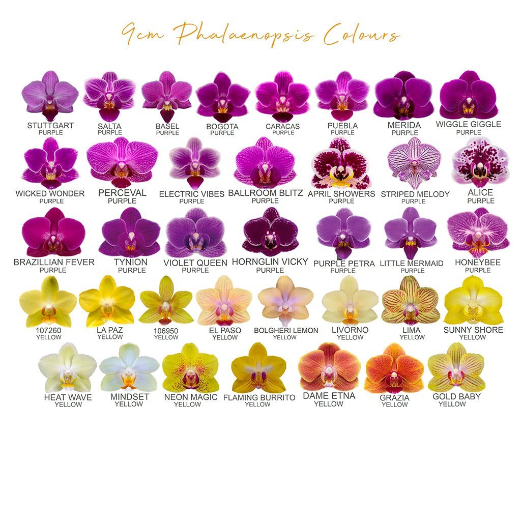 Brockenhurst: Deluxe Orchid Planter - Love Orchids