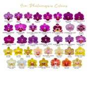 Brockenhurst: Deluxe Orchid Planter - Love Orchids