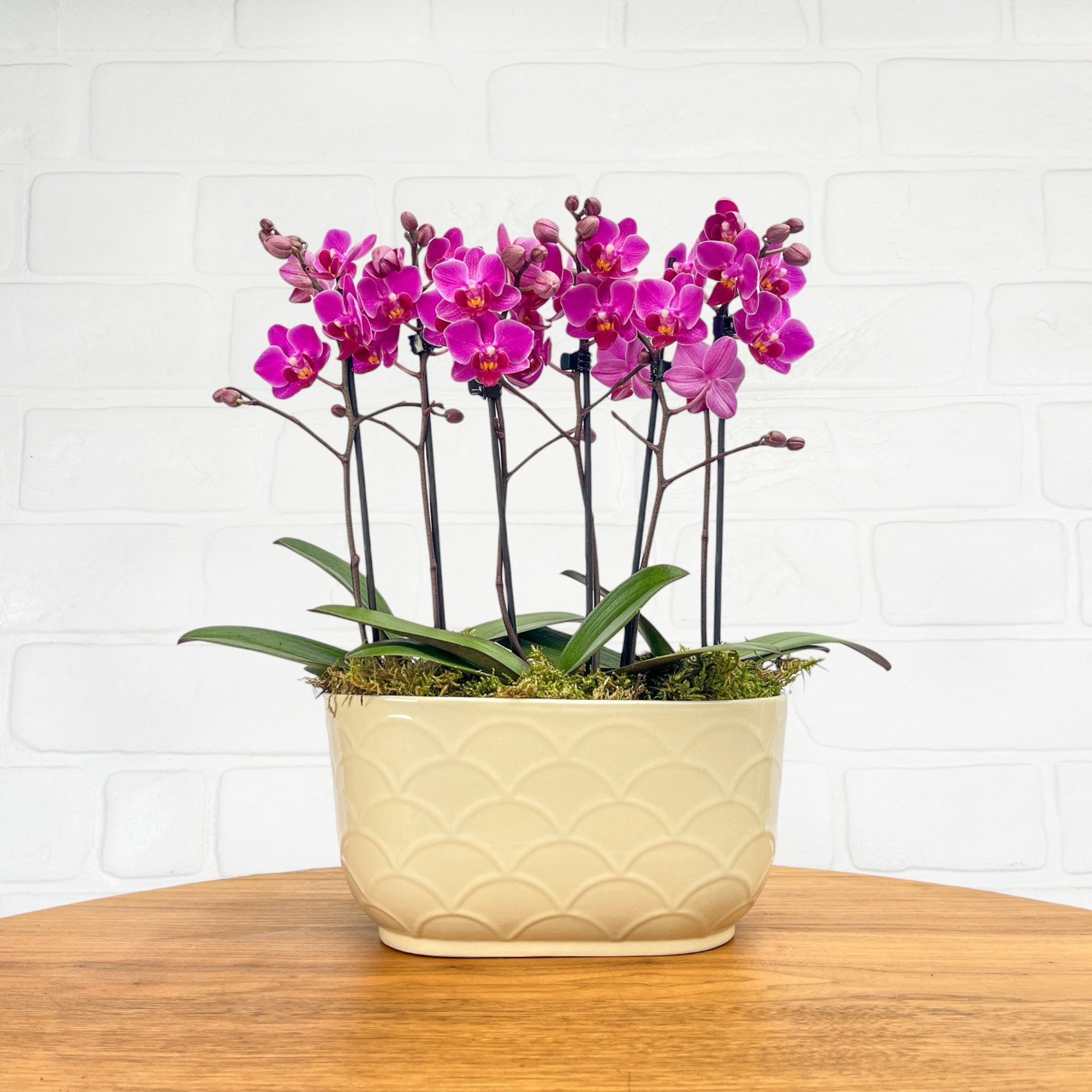 Chewton: Trio Orchid in Ceramic Pot - Love Orchids