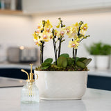 Chewton: Trio Orchid in Ceramic Pot