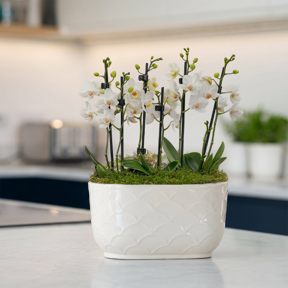 Chewton: Trio Orchid in Ceramic Pot - Love Orchids