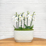 Chewton: Trio Orchid in Ceramic Pot