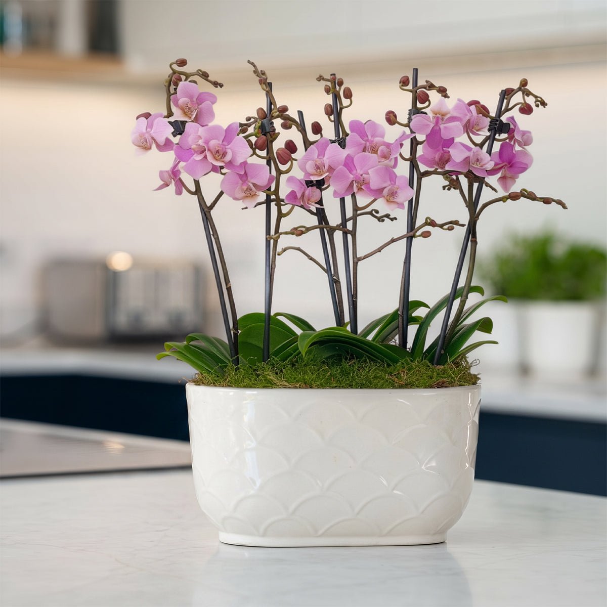 Chewton: Trio Orchid in Ceramic Pot - Love Orchids