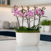 Chewton: Trio Orchid in Ceramic Pot - Love Orchids