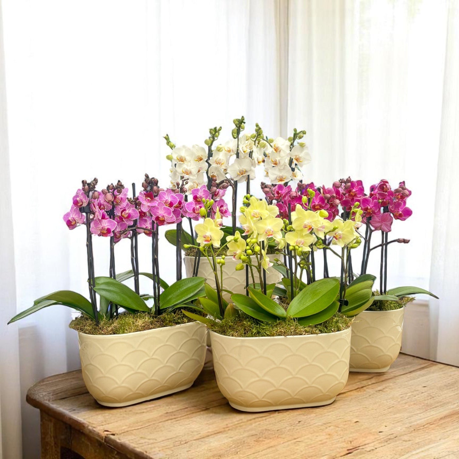 Chewton: Trio Orchid in Ceramic Pot - Love Orchids