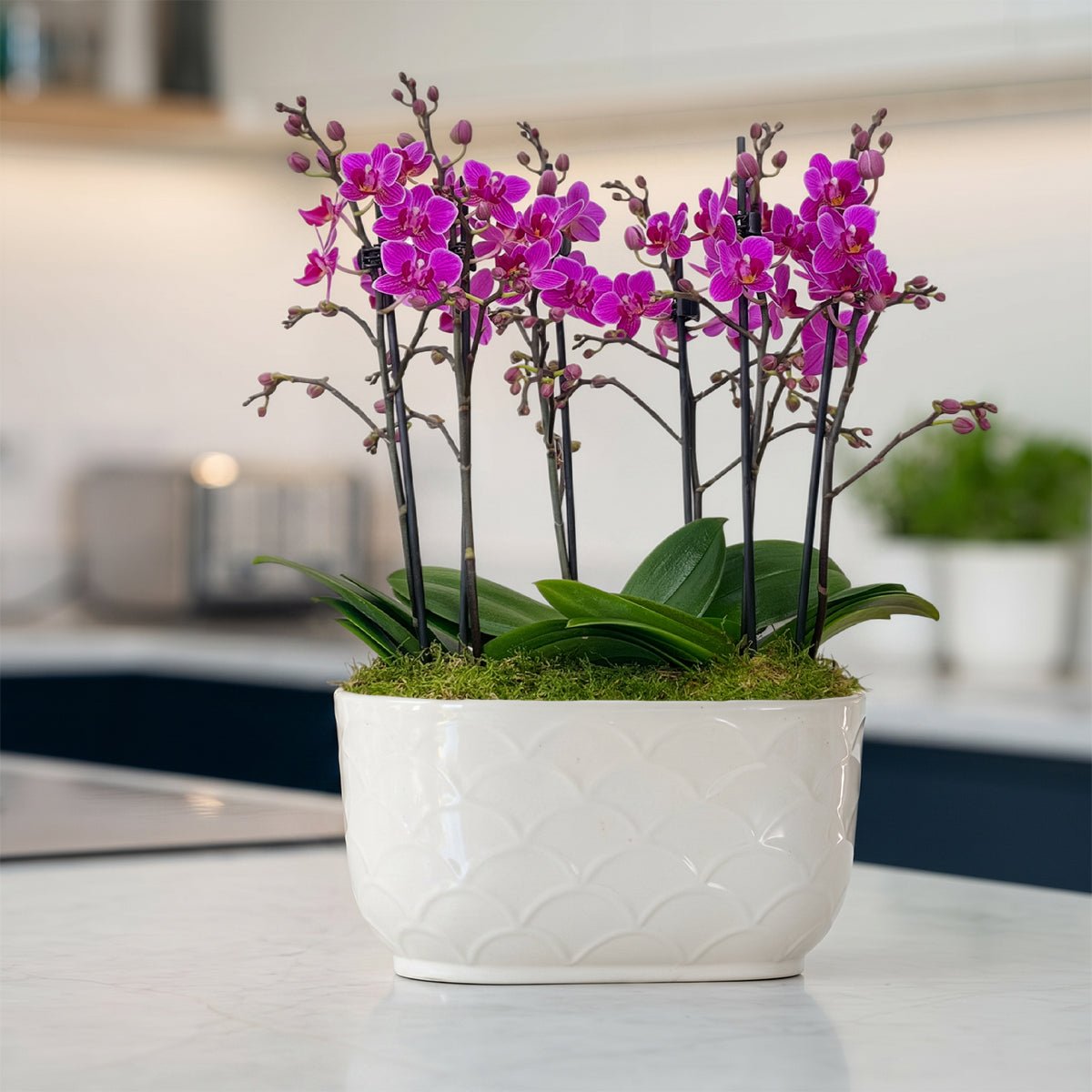 Chewton: Trio Orchid in Ceramic Pot - Love Orchids