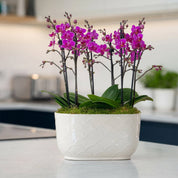Chewton: Trio Orchid in Ceramic Pot - Love Orchids