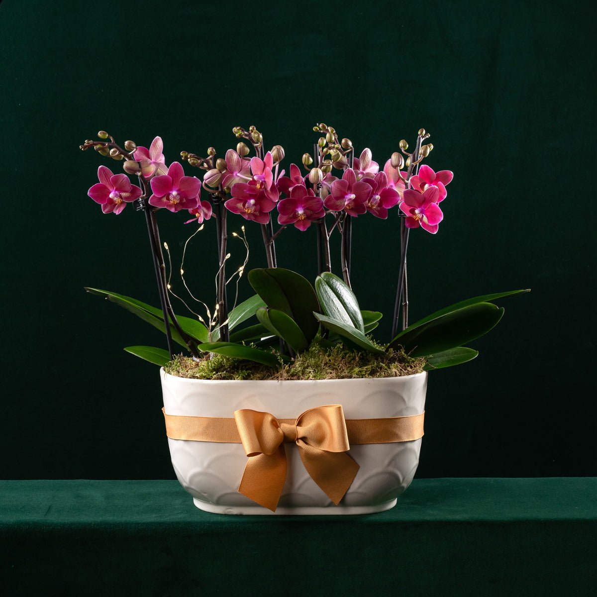 Christmas Chewton Chamonix Planter - Love Orchids