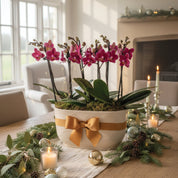 Christmas Chewton Chamonix Planter - Love Orchids