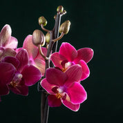 Christmas Chewton Chamonix Planter - Love Orchids