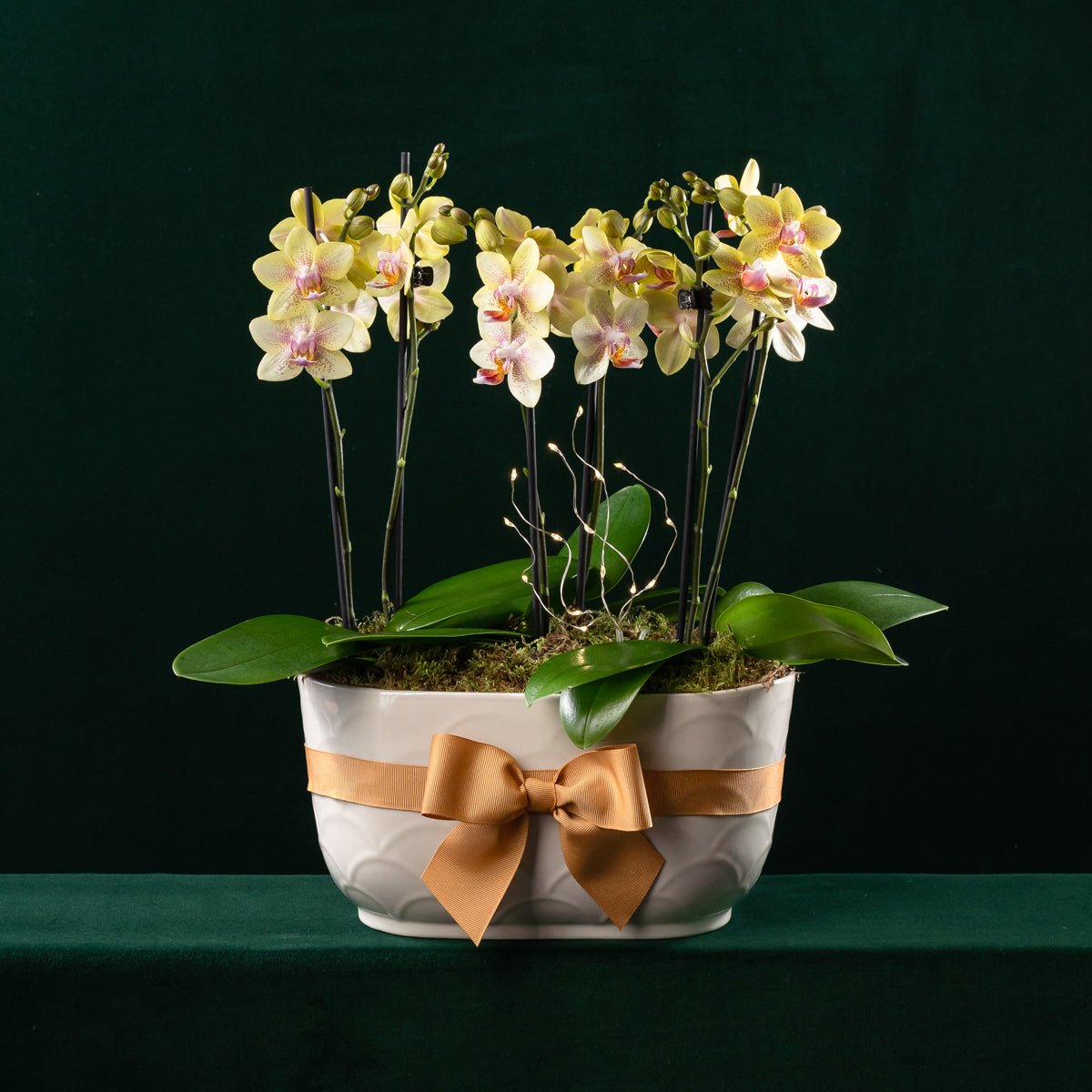 Christmas Chewton Planter - Mini Orchid Trio - Love Orchids