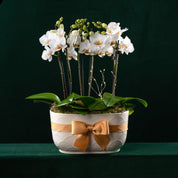 Christmas Chewton Planter - Mini Orchid Trio - Love Orchids