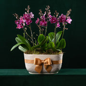 Christmas Chewton Planter - Mini Orchid Trio - Love Orchids