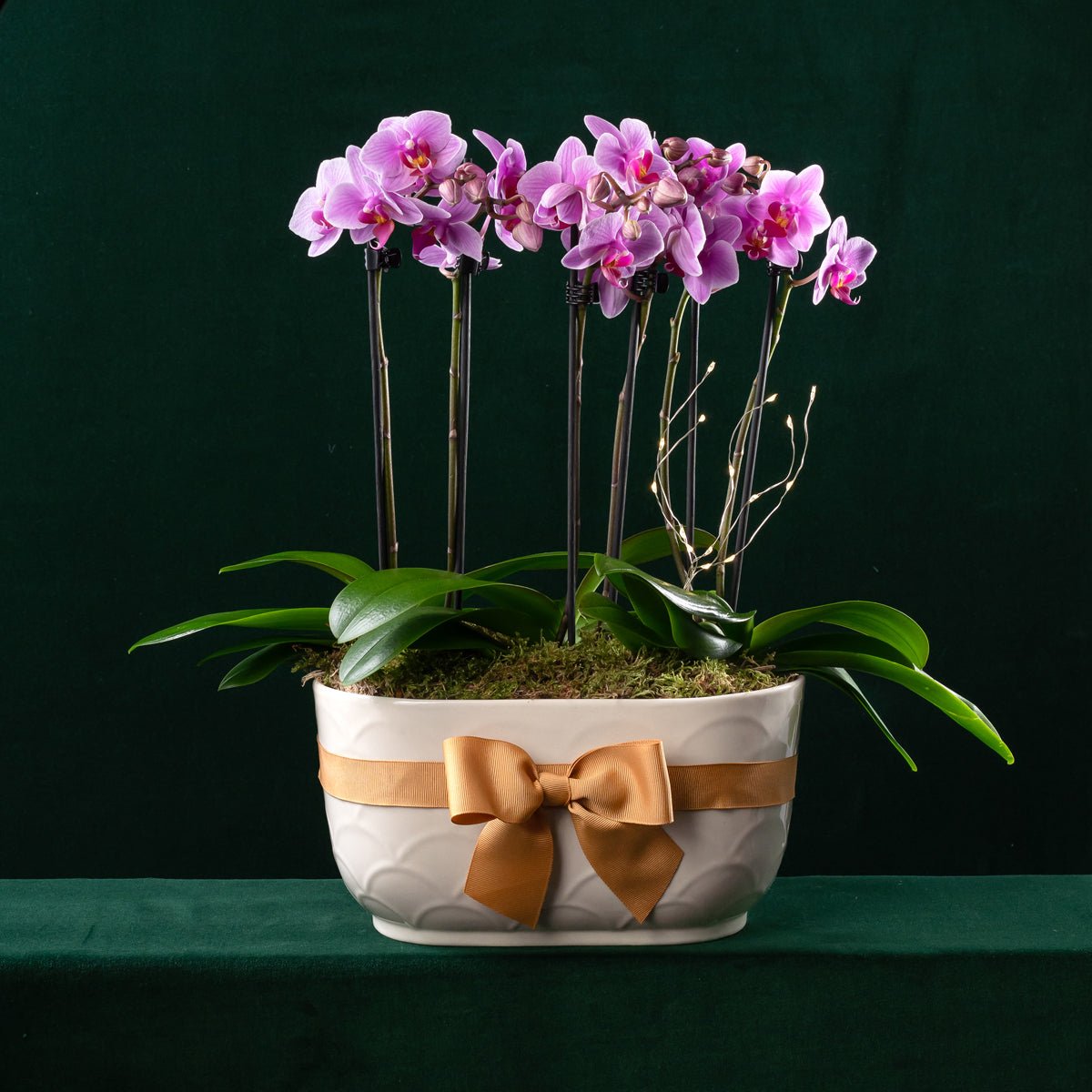 Christmas Chewton Planter - Mini Orchid Trio - Love Orchids