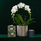 Christmas Wreath Gift Set - Love Orchids