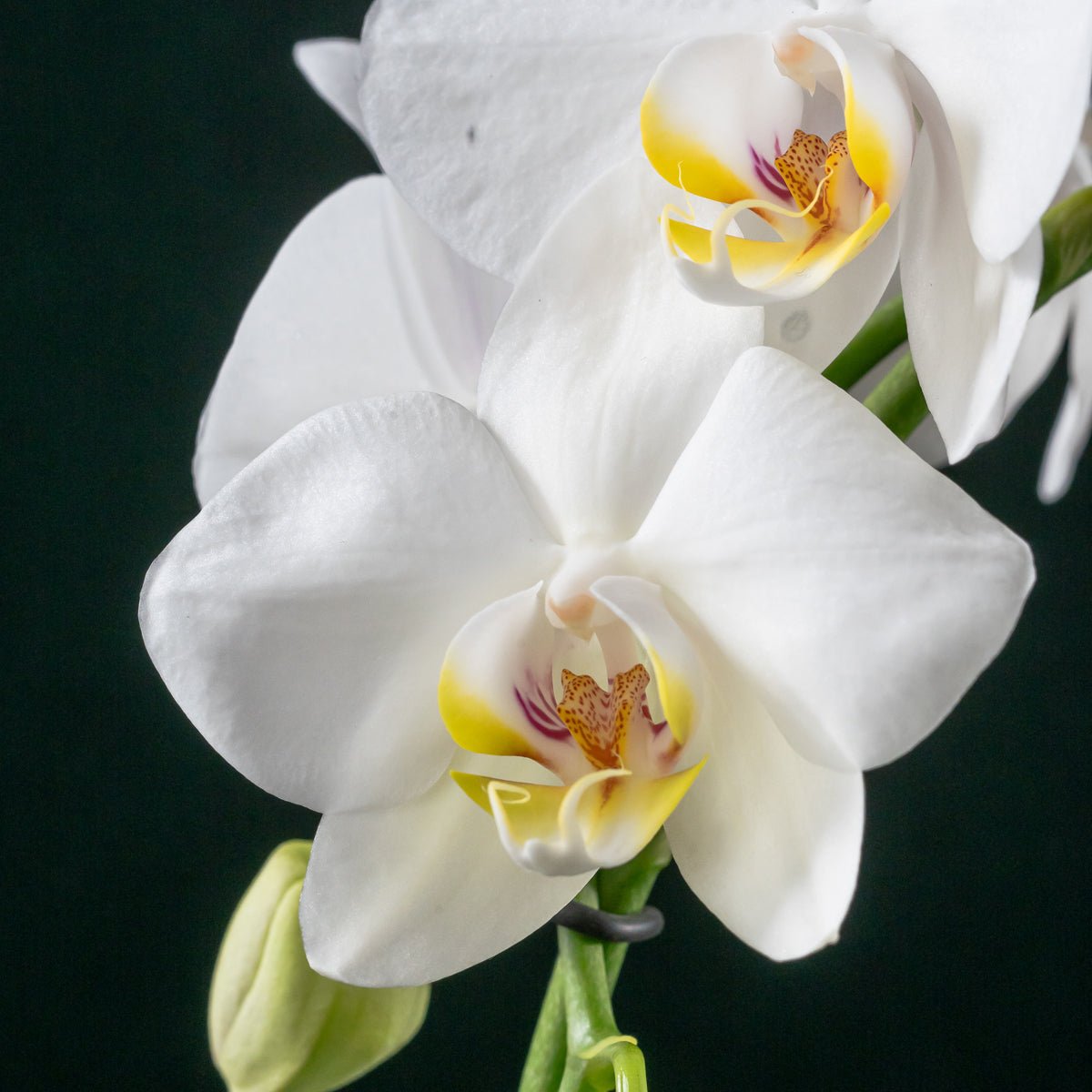 Christmas Wreath Gift Set - Love Orchids