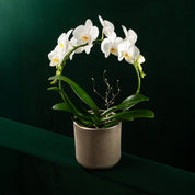 Christmas Wreath Hooped Orchid - Love Orchids