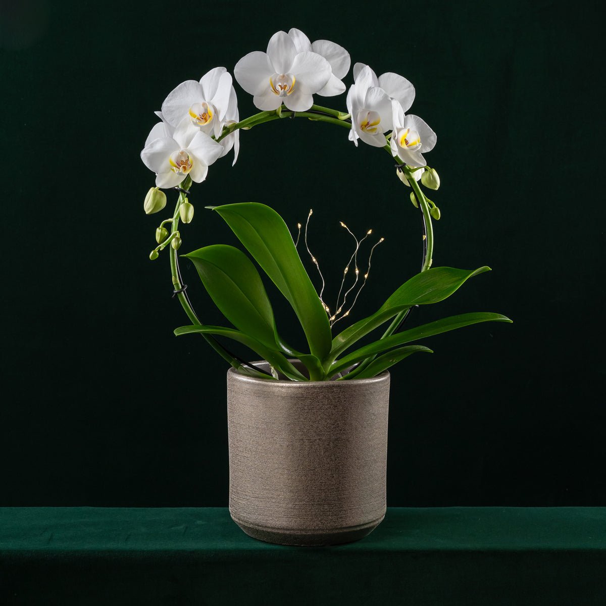 Christmas Wreath Hooped Orchid - Love Orchids