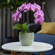Downton: Large Hoop Orchid - Love Orchids