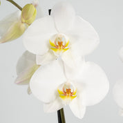 Large White Celebration Orchid - Love Orchids