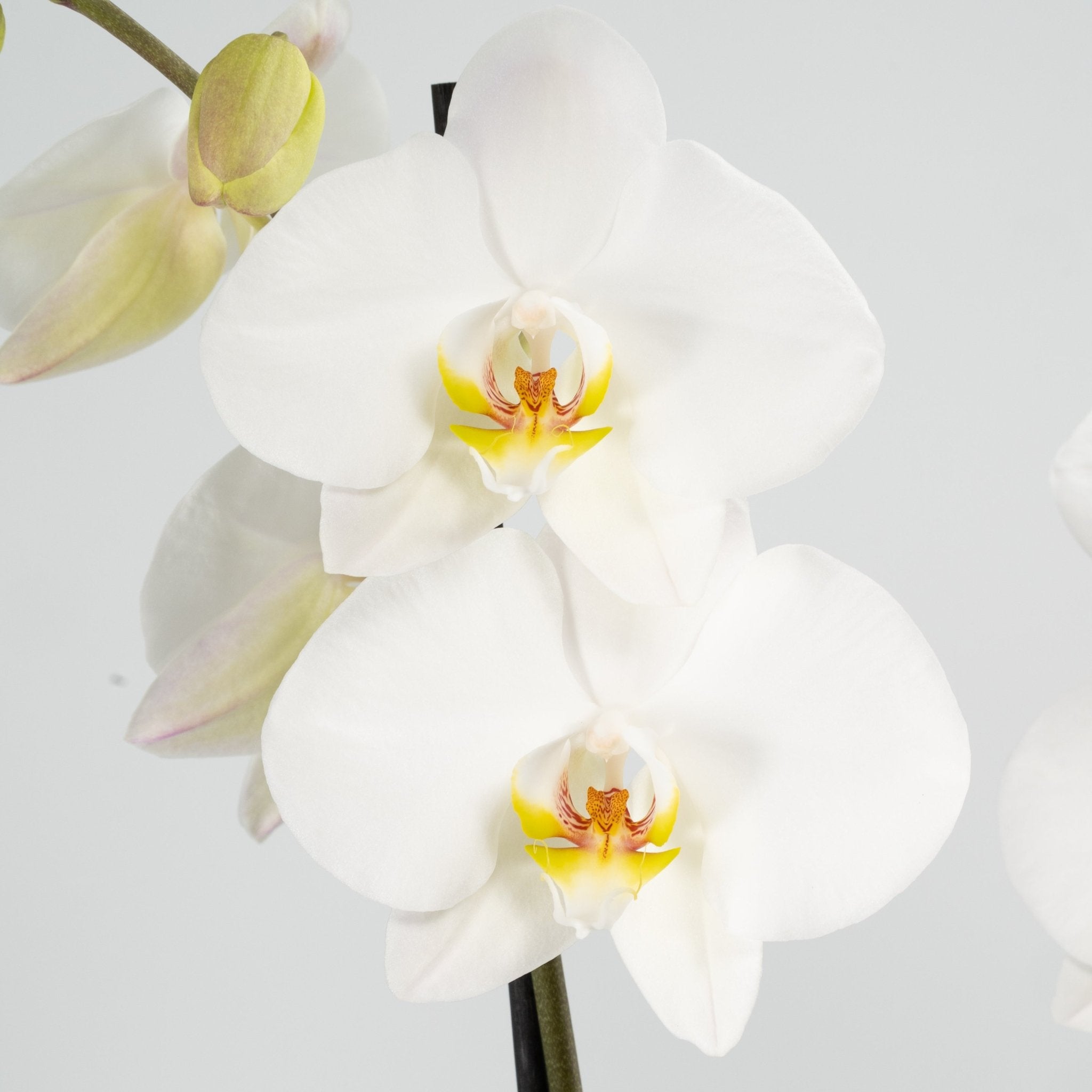 Large White Celebration Orchid - Love Orchids