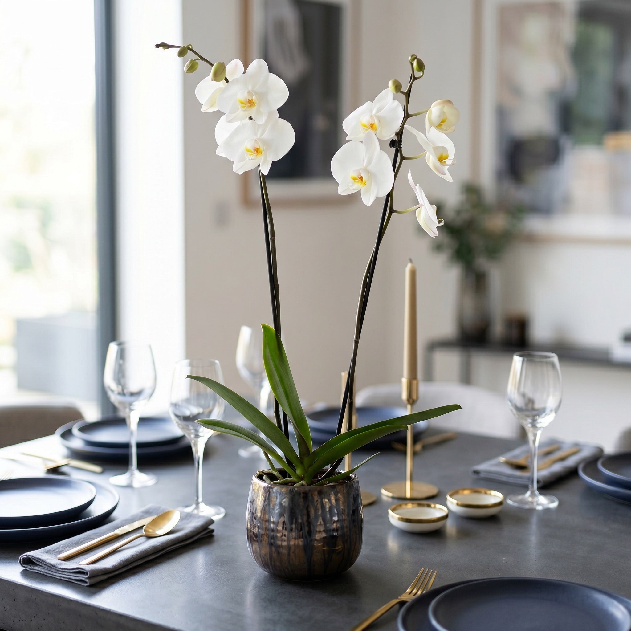 Large White Celebration Orchid - Love Orchids