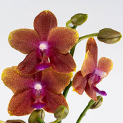 Linwood Bolgheri: Scented Orchid Planter - Love Orchids