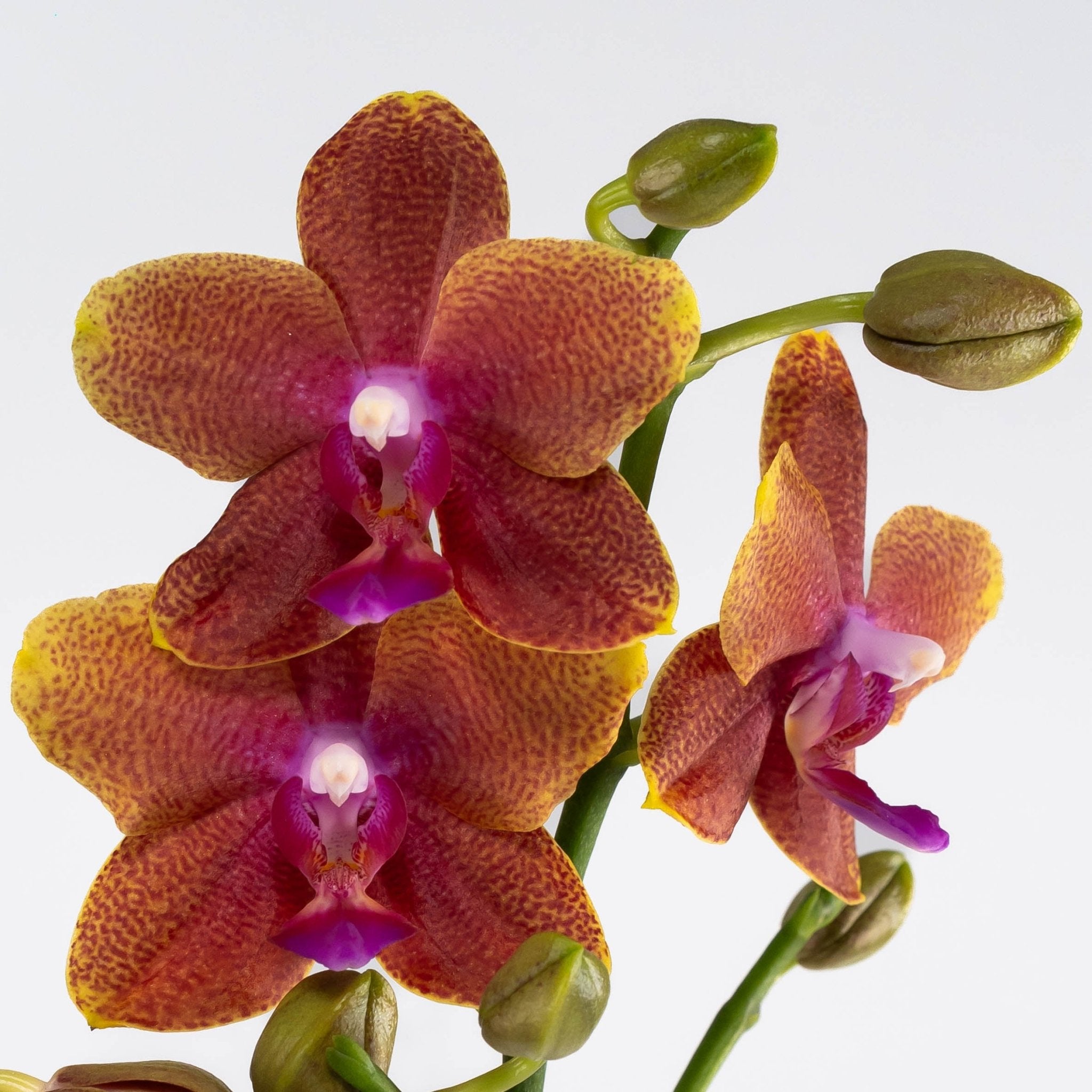 Linwood Bolgheri: Scented Orchid Planter - Love Orchids