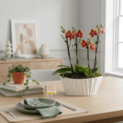 Linwood Bolgheri: Scented Orchid Planter - Love Orchids