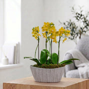 Linwood: Orchid Planter - Love Orchids