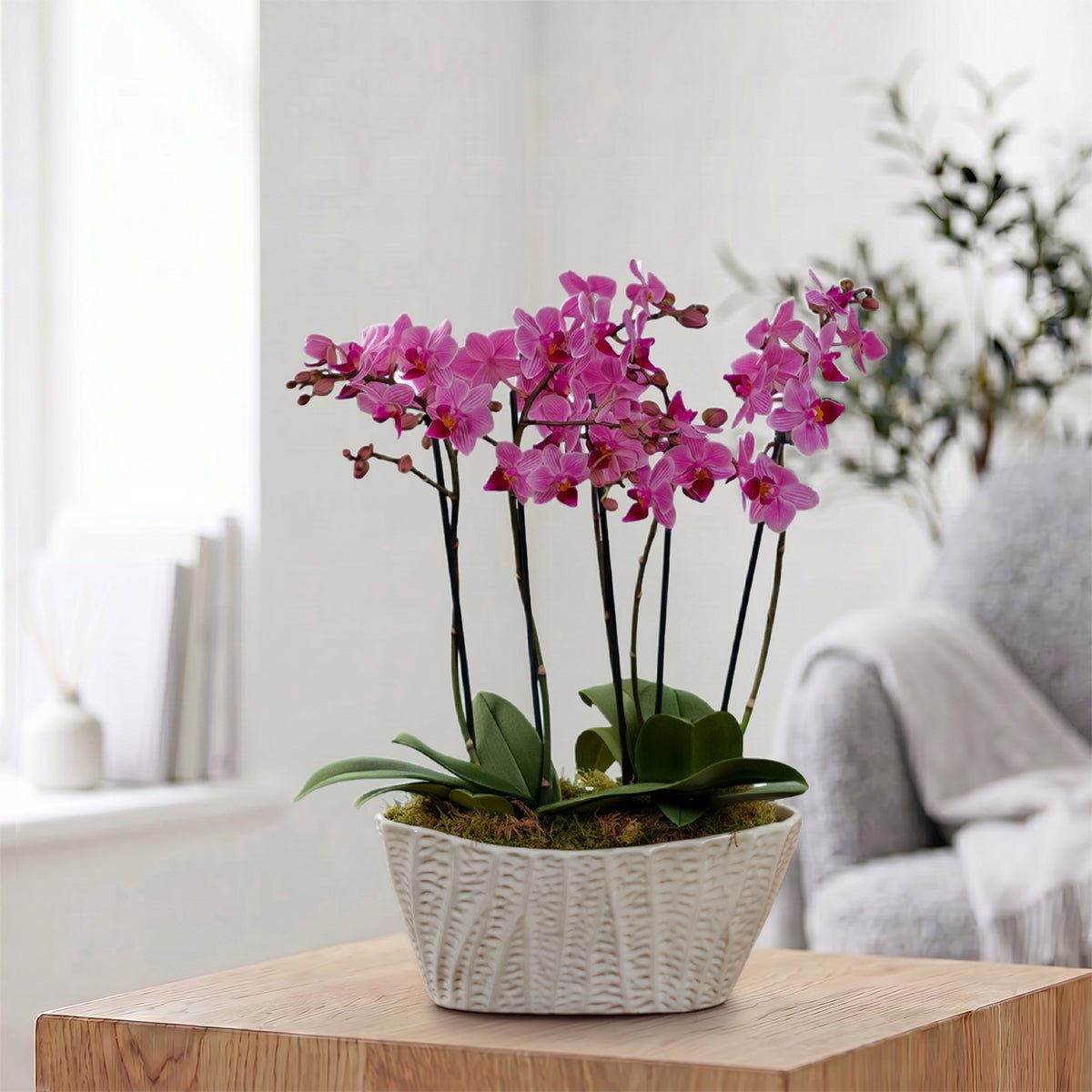 Linwood: Orchid Planter - Love Orchids
