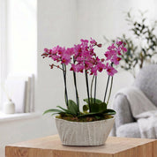 Linwood: Orchid Planter - Love Orchids