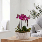 Linwood: Orchid Planter - Love Orchids