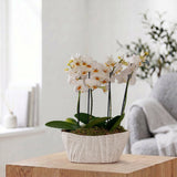 Linwood: Orchid Planter