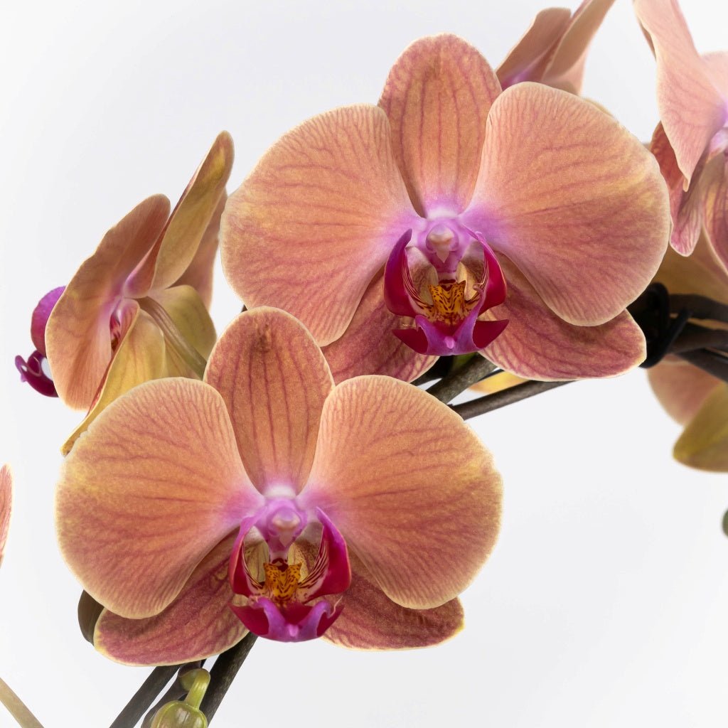 Lymington: Large Hoop Orchid - Love Orchids