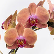 Lymington: Large Hoop Orchid - Love Orchids