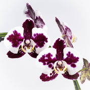 Lymington: Large Hoop Orchid - Love Orchids