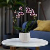 Lymington: Large Hoop Orchid